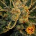 Laughing Buddha - Barney's Farm